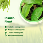 Barley Blend – Herbal Drink Mix (100% Natural Superfood)